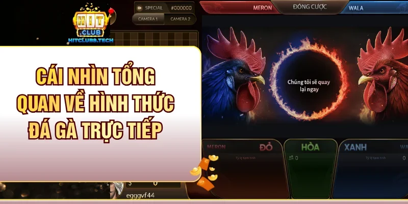 Cái nhìn tổng quan về hình thức Đá gà trực tiếp 